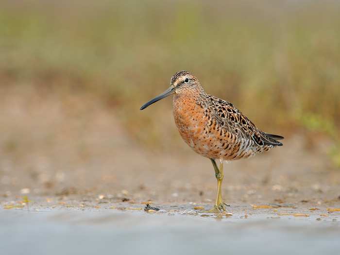 Short-billed Dowitcher