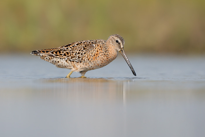 Short-billed Dowitcher