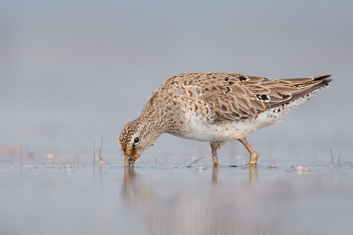 Short-billed Dowitcher