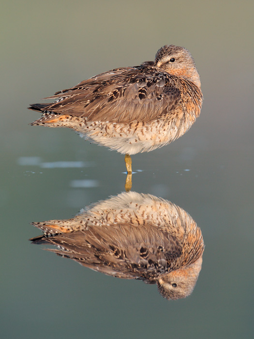 Short-billed Dowitcher