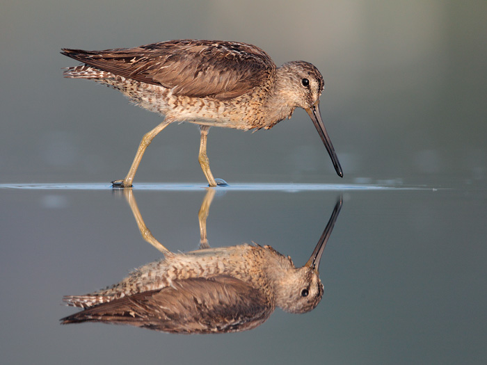 Short-billed Dowitcher