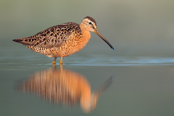 Short-billed Dowitcher