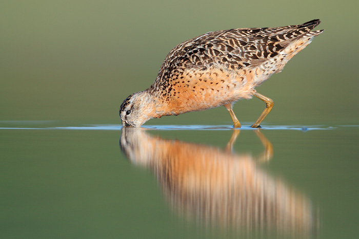 Short-billed Dowitcher