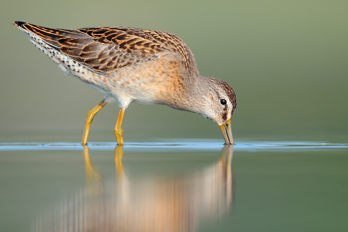 Short-billed Dowitcher