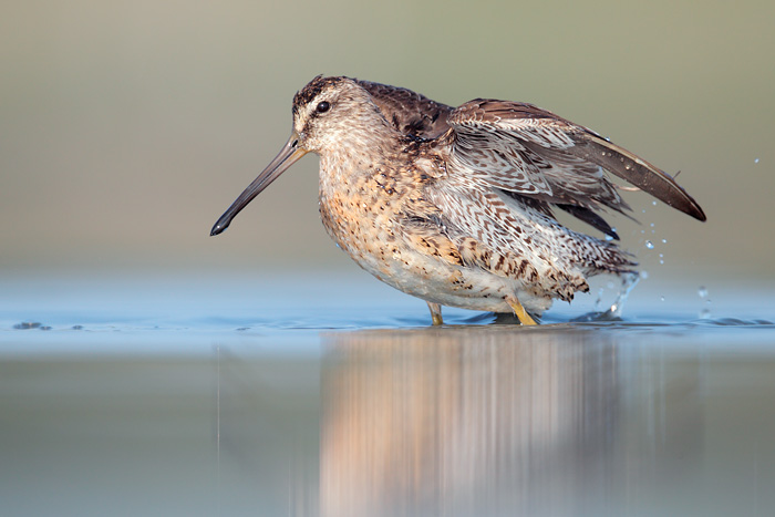 Short-billed Dowitcher