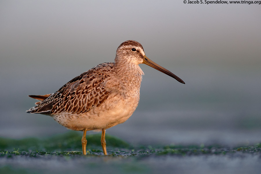 Short-billed Dowitcher