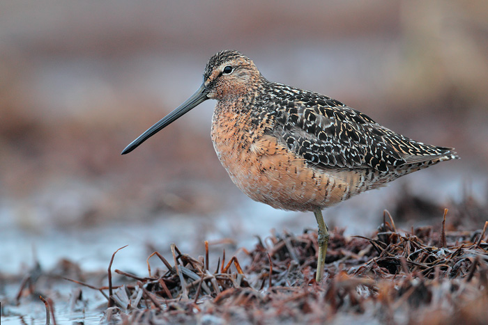 Long-billed Dowitcher