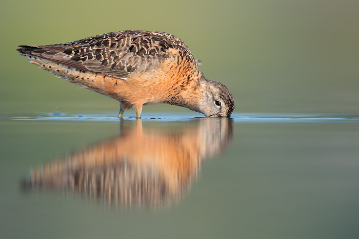 Long-billed Dowitcher