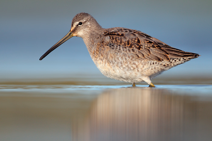 Long-billed Dowitcher