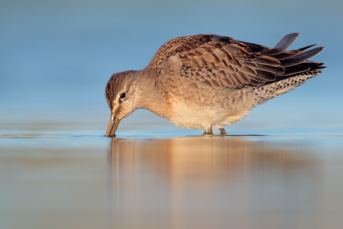 Long-billed Dowitcher