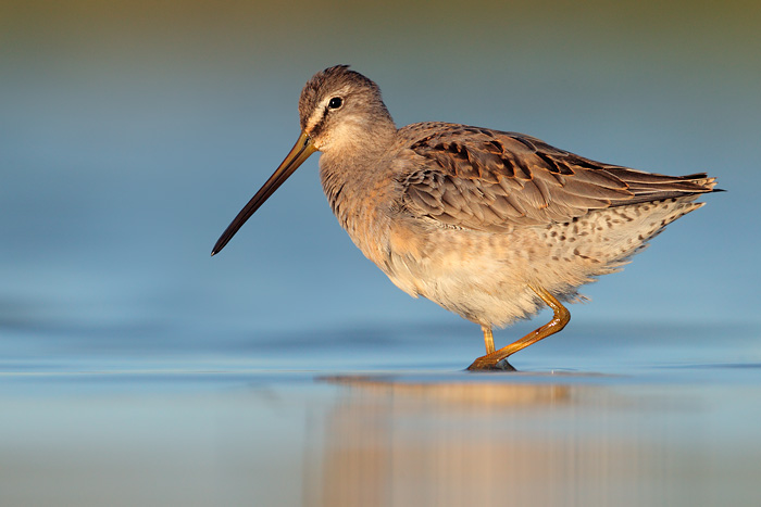 Long-billed Dowitcher