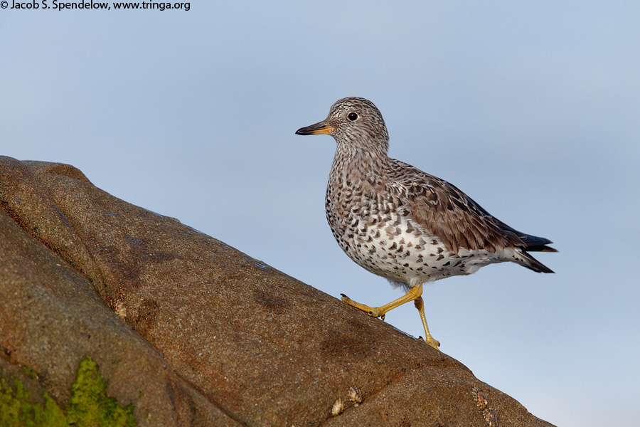 Surfbird