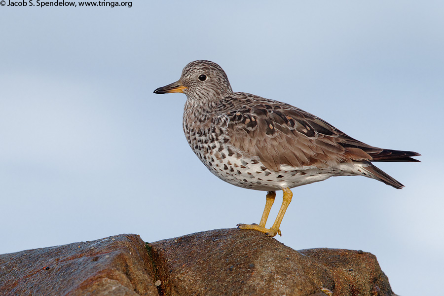 Surfbird