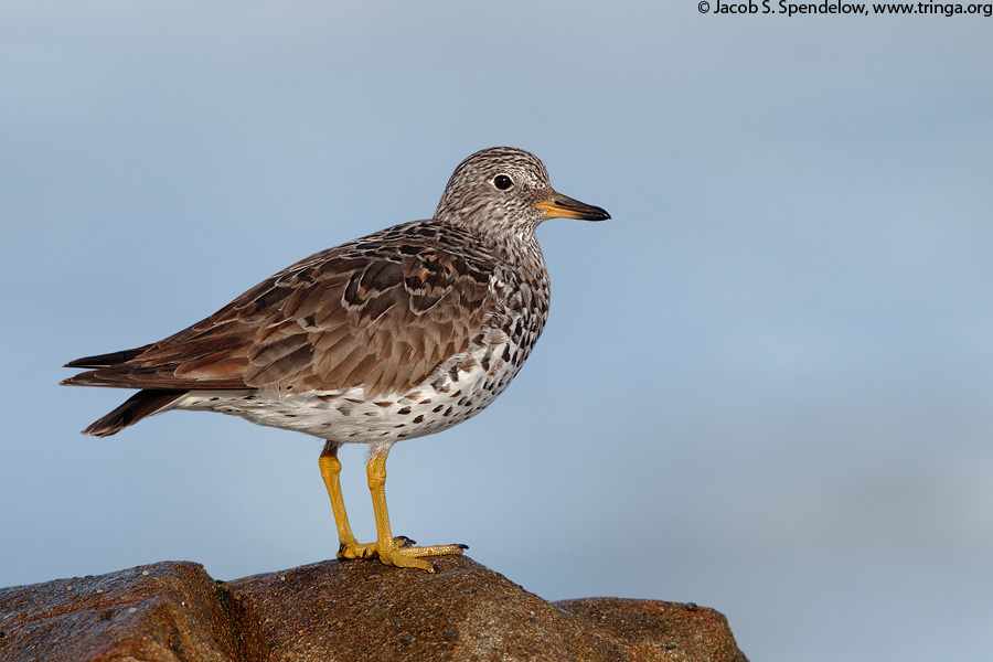 Surfbird