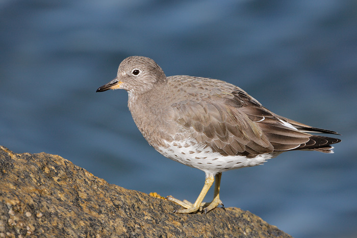 Surfbird