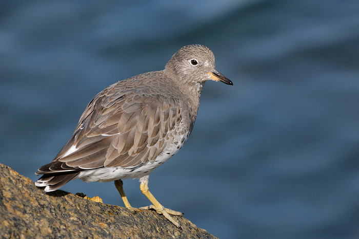 Surfbird