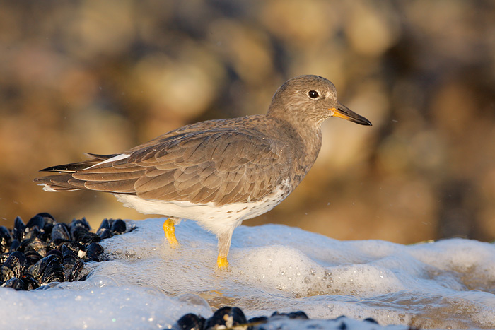 Surfbird