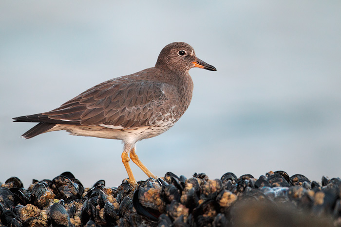 Surfbird