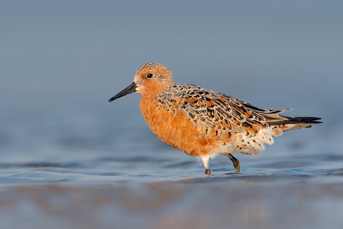 Red Knot