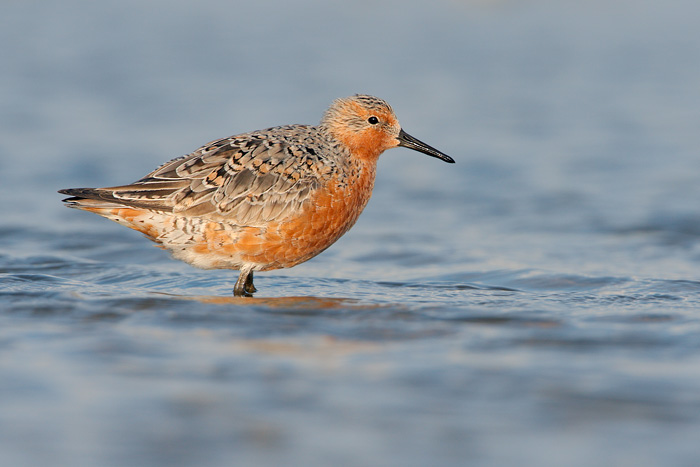 Red Knot