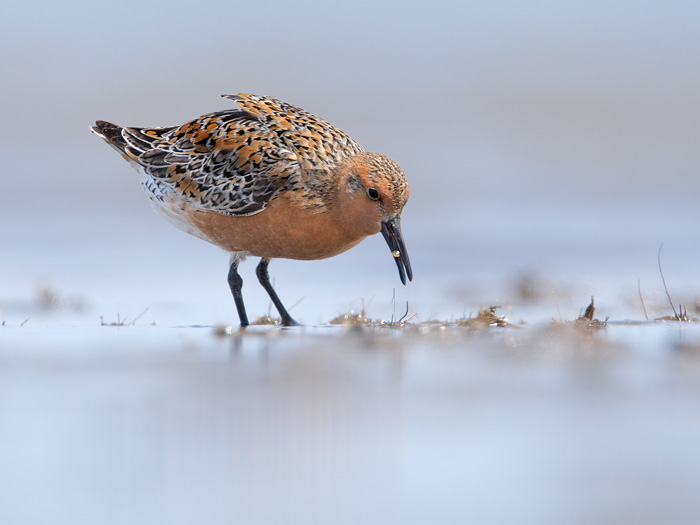 Red Knot