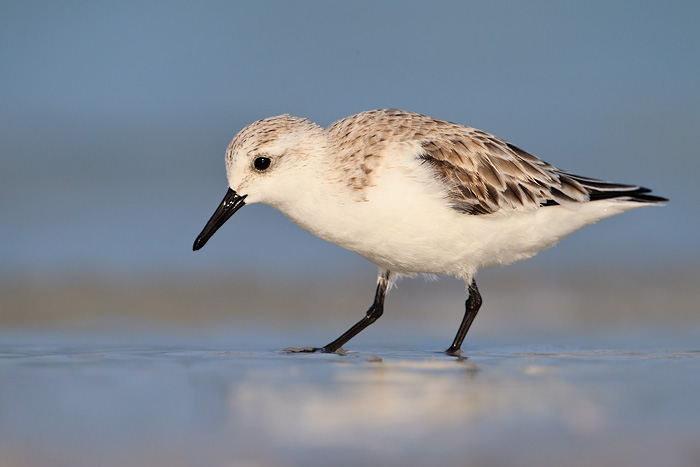 Sanderling