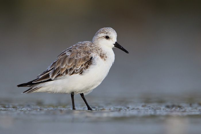 Sanderling