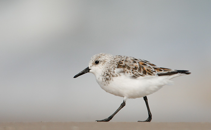 Sanderling