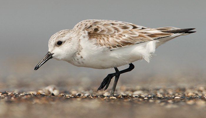 Sanderling