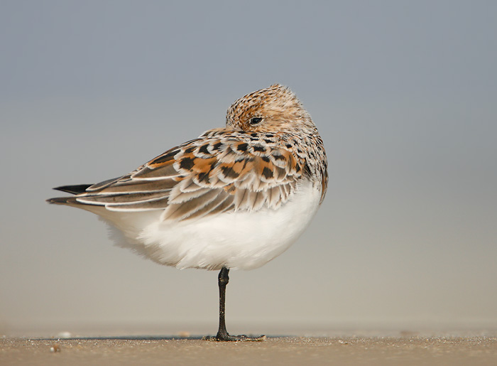 Sanderling