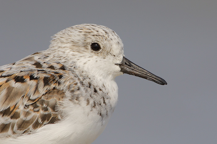 Sanderling