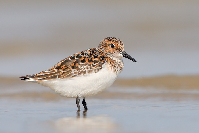 Sanderling