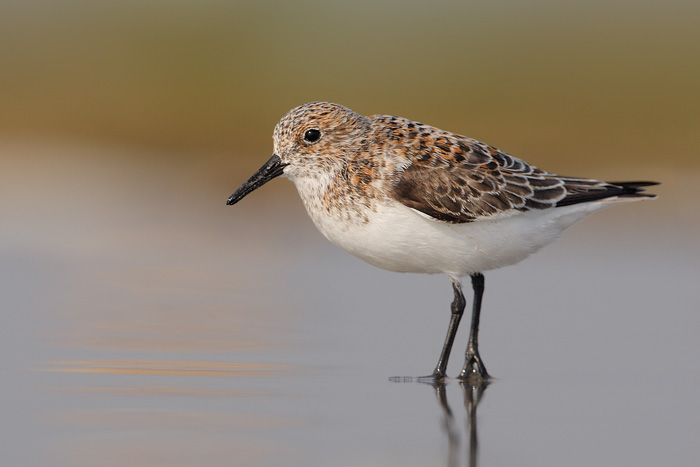 Sanderling