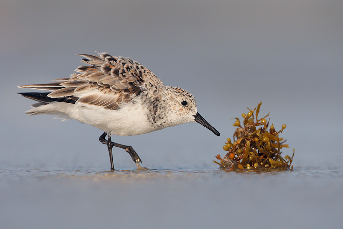 Sanderling