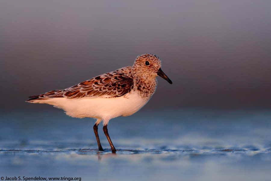 Sanderling