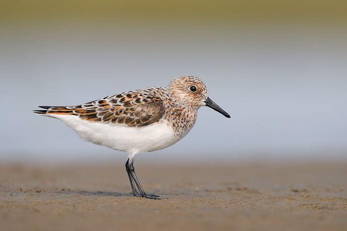 Sanderling