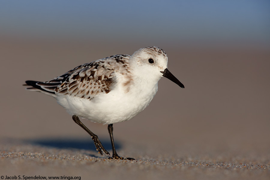 Sanderling