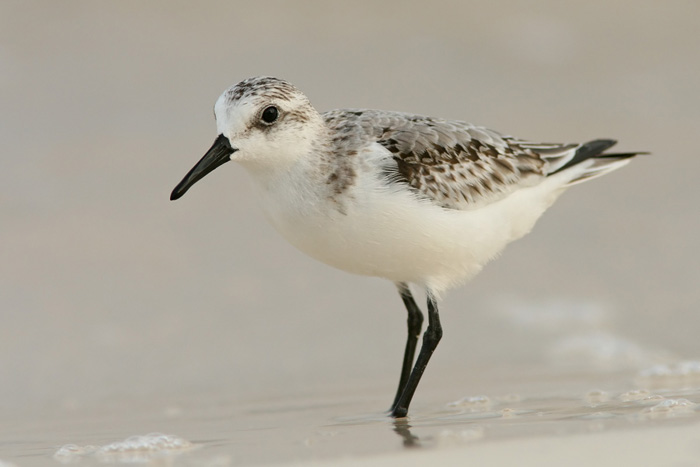 Sanderling