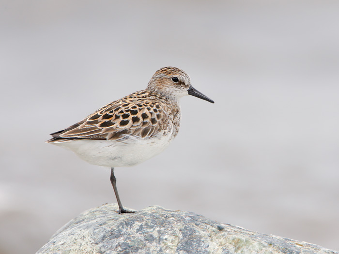 Semipalmated Sandpiper