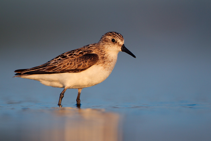 Semipalmated Sandpiper