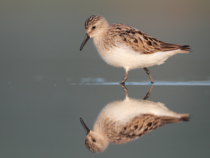 Semipalmated Sandpiper