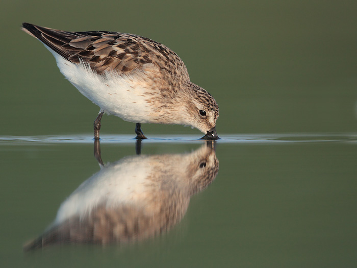 Semipalmated Sandpiper