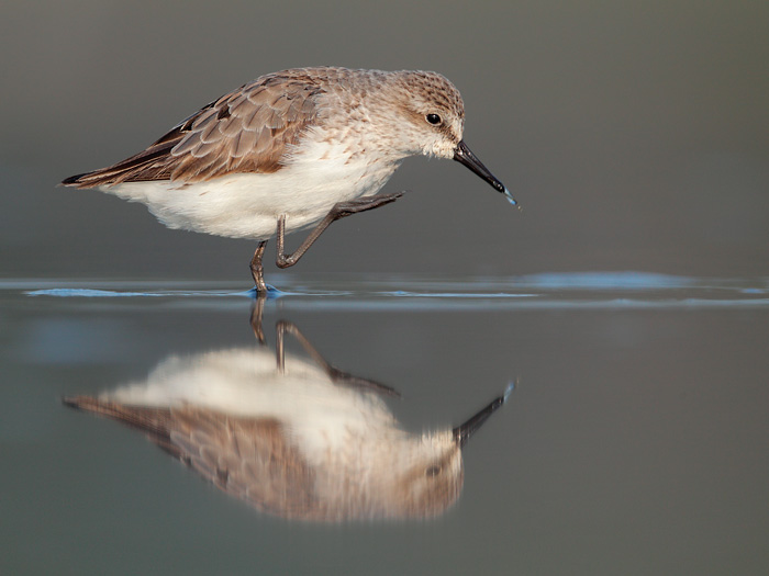 Semipalmated Sandpiper