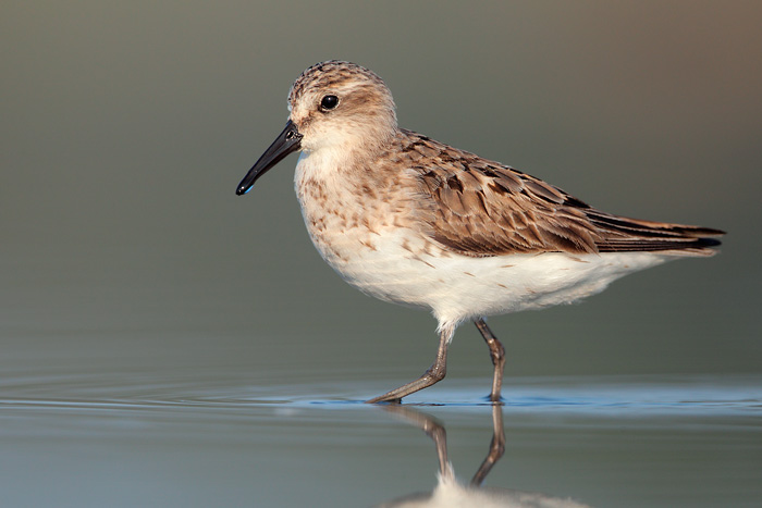 Semipalmated Sandpiper