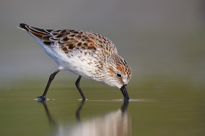 Western Sandpiper