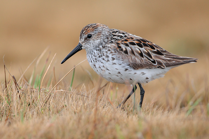 Western Sandpiper