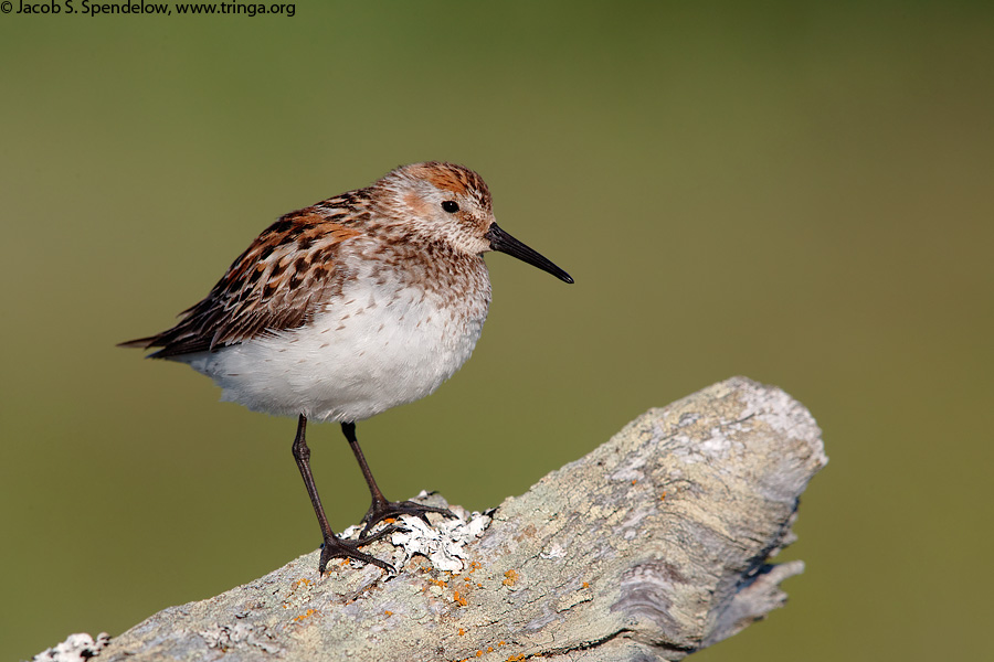 Western Sandpiper