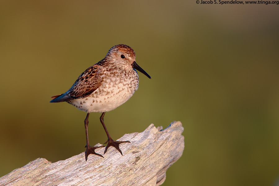 Western Sandpiper