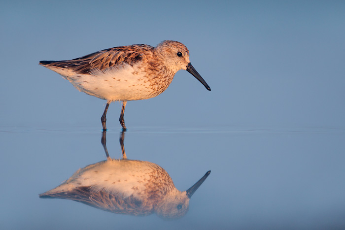 Western Sandpiper