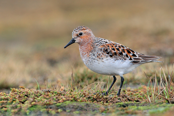 Red-necked Stint